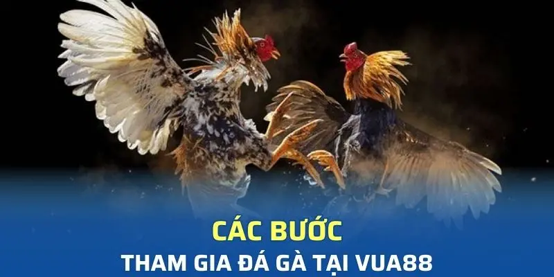 Hướng dẫn các bước tham gia cá cược đá gà