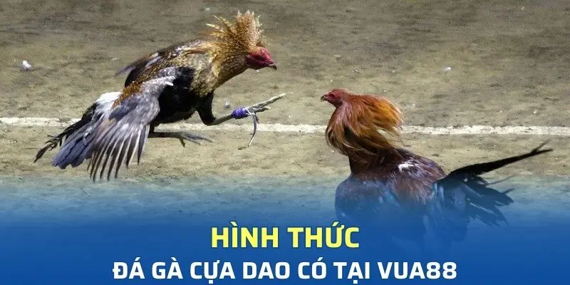 Đá gà cựa dao hấp dẫn người tham gia
