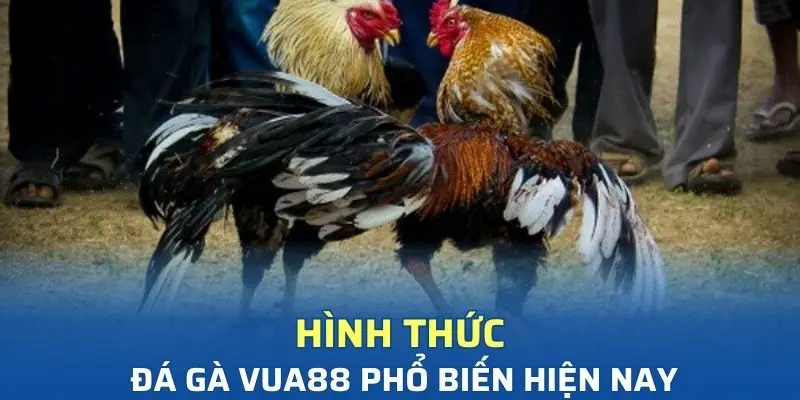 Danh sách hình thức thi đấu của chiến kê phổ biến